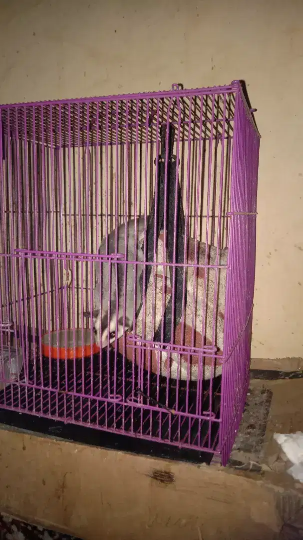 Sugar glider joy