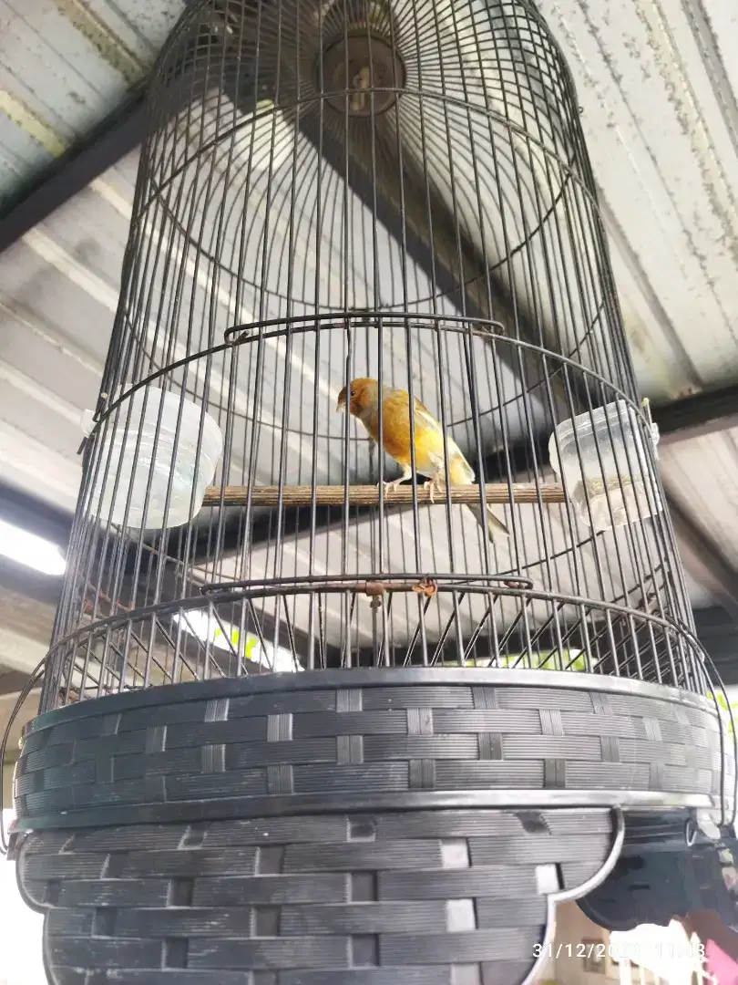 Jual burung gacor plus sangkar