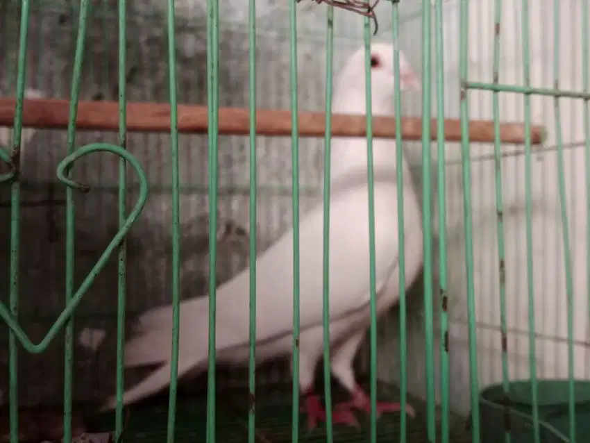 Burung merpati putih bersih jantan