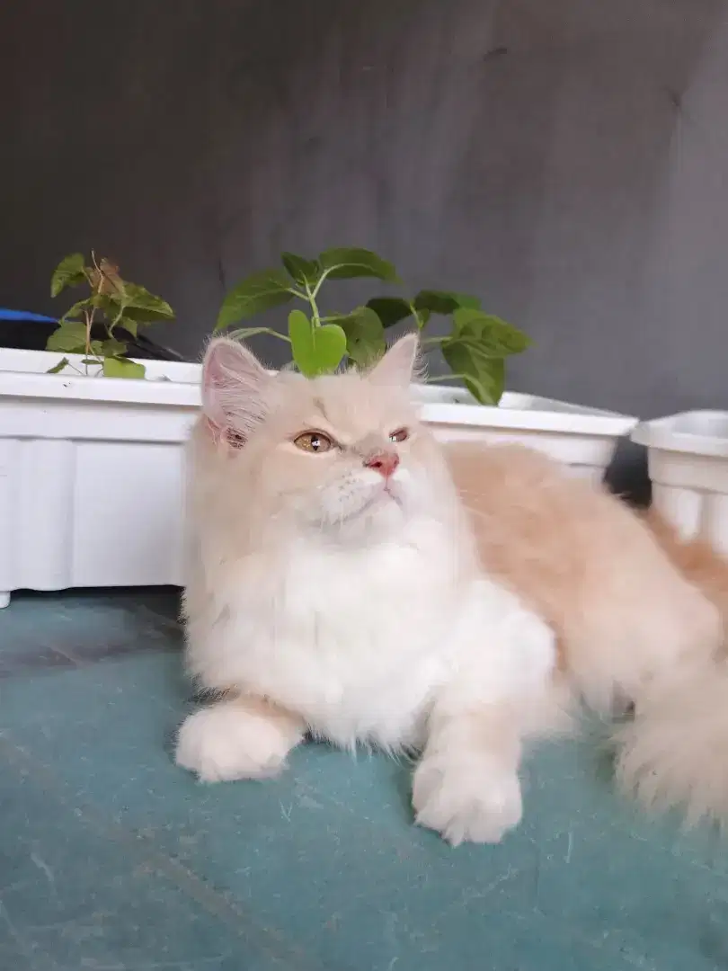 Open adopt Kitten Persia Pejantan tangguh long hair bulu kapas gemoy