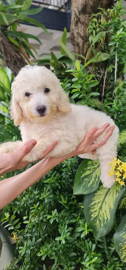 Apricot Toy Poodle Jantan Betina Stamboom