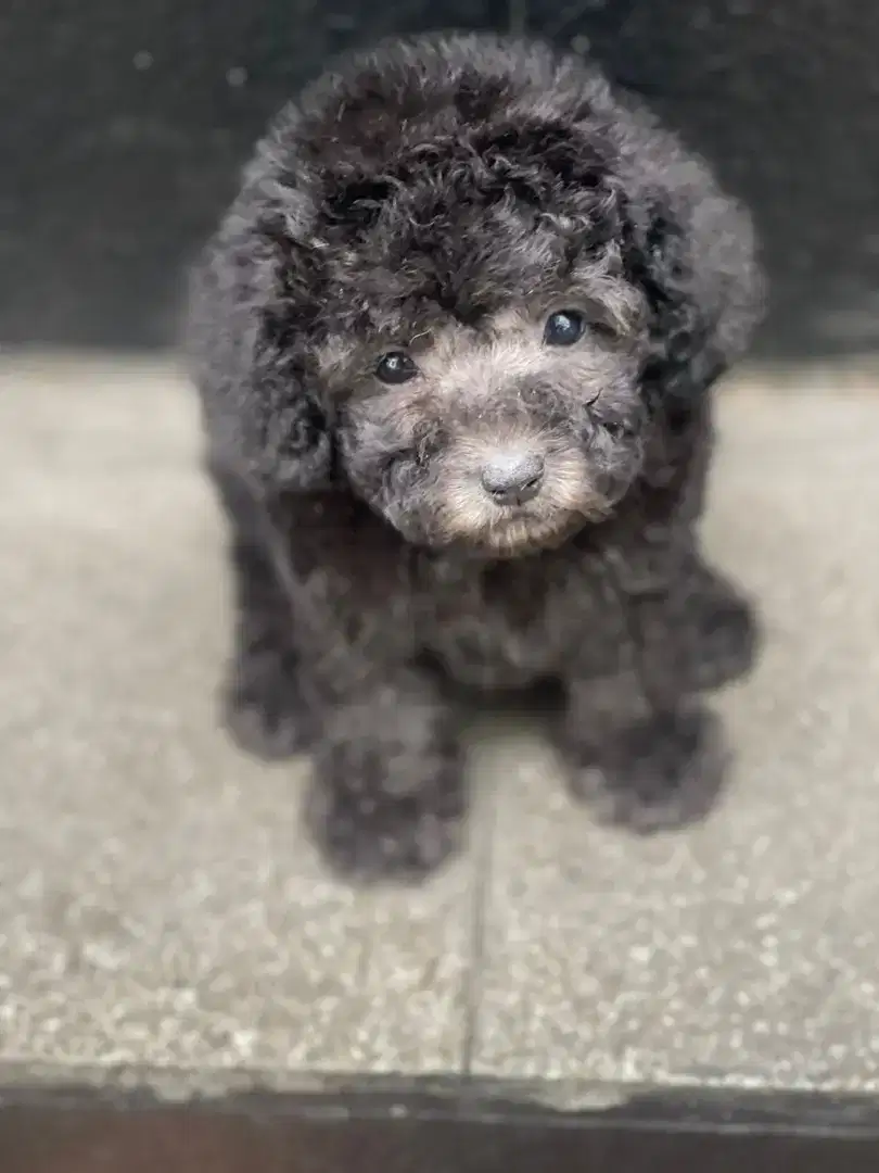 Poodle betina silver