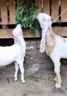 sepasang anakan kambing etawa 4-5 bulanan siap piara ternak hobby puas