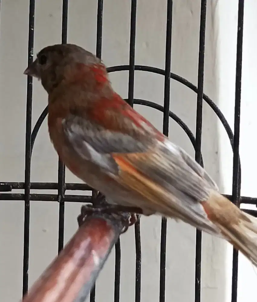 Red Siskin Dilute jantan mutasi