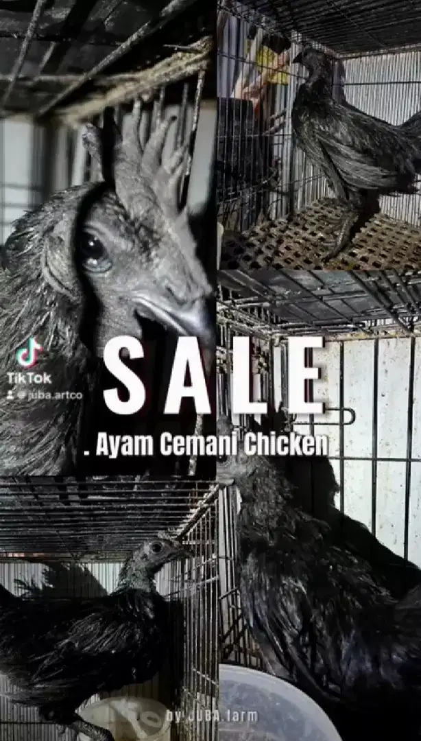 Promo jual ayam cemani asli lidah hitam & abu asli ayam hias indonesia