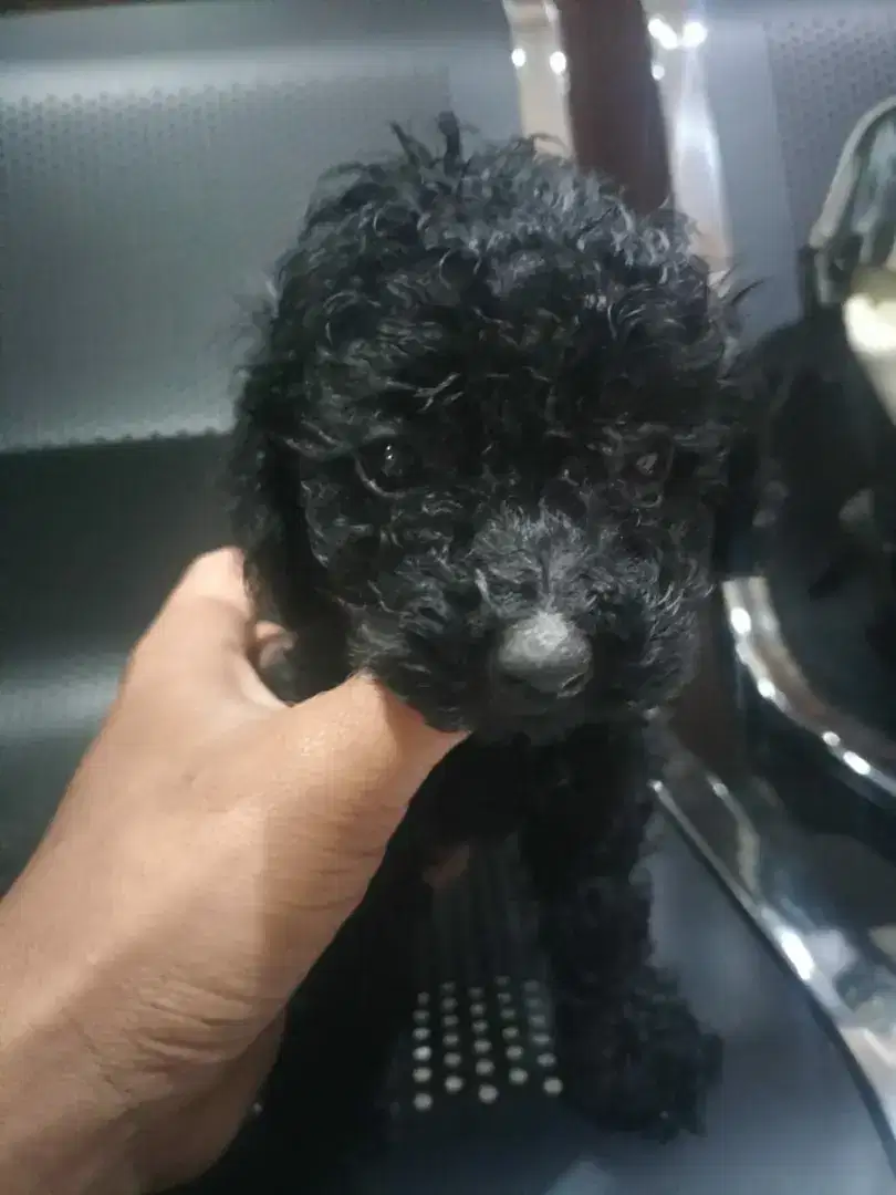 3 male poodle asli (borongan)