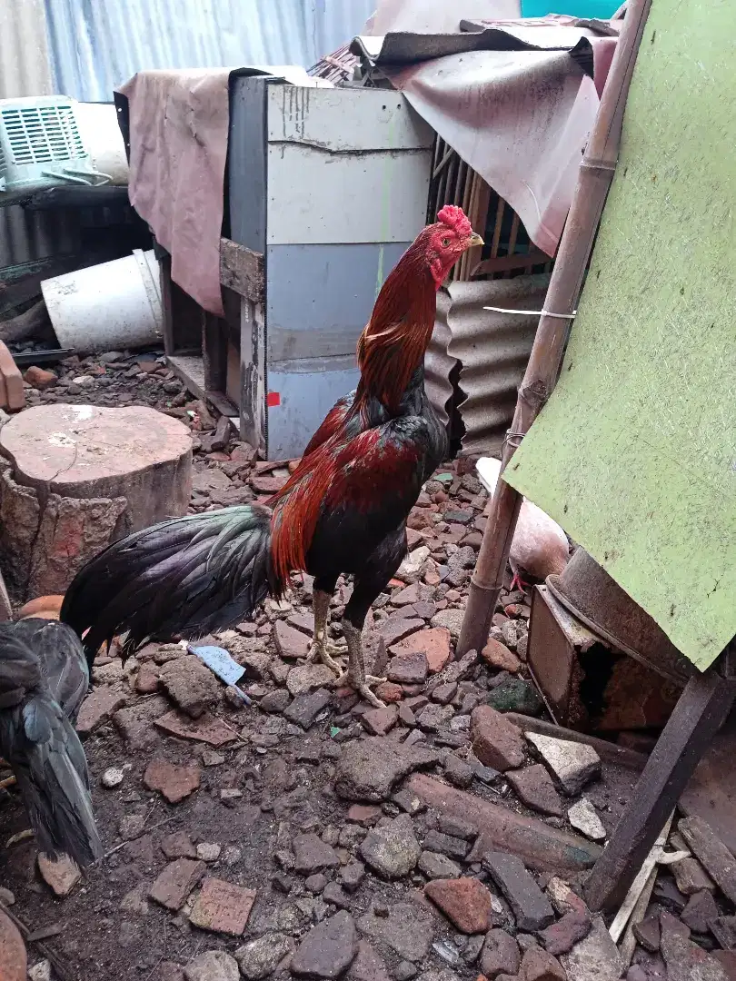 Jual ayam bangkok berkualitas