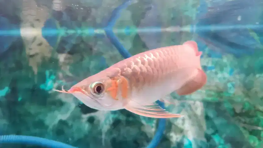 Ikan Arwana  arowana super red