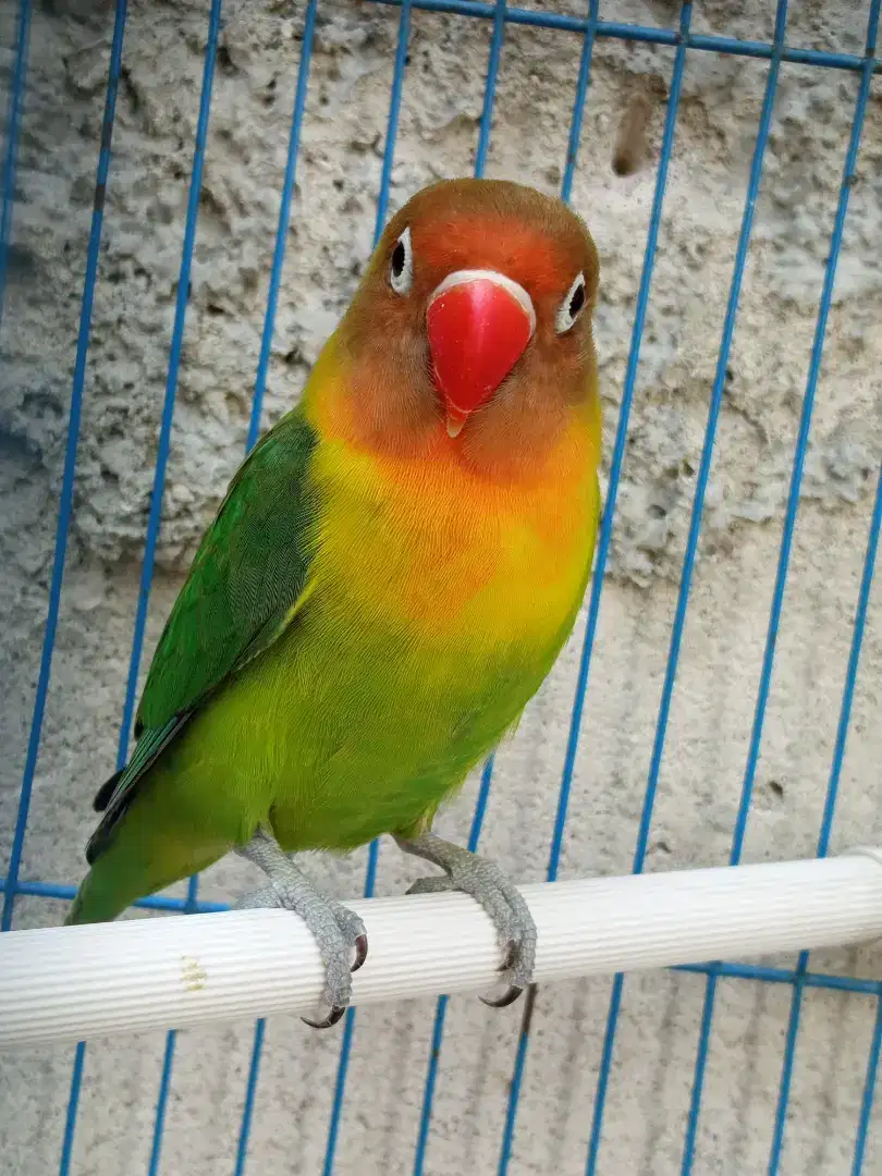 Burung Lovebird