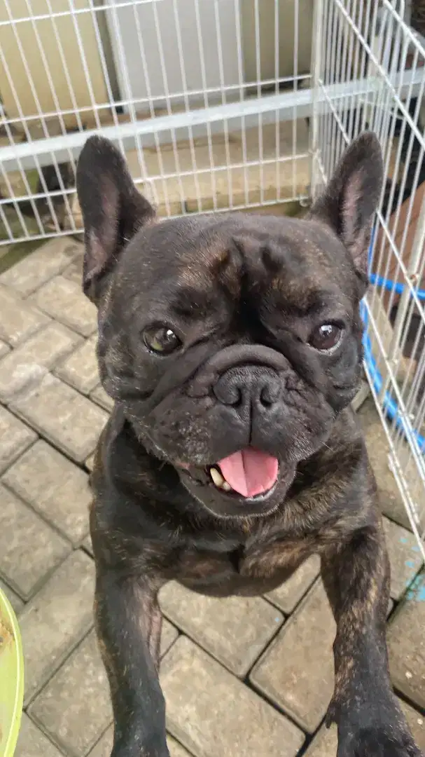 French Bulldog Adopt stmbn