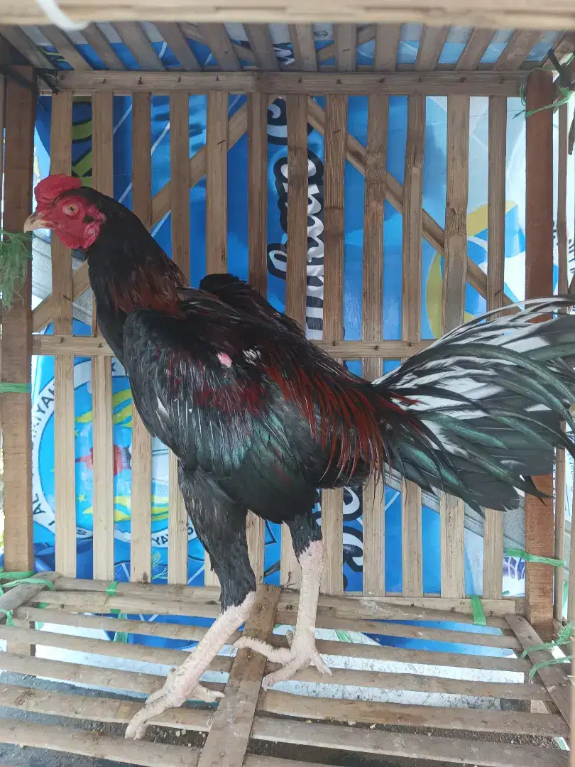 Ayam bangkok selatan