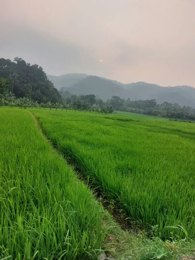 Tanah Sawah Terjangkau dibelakang the nice park rumpin