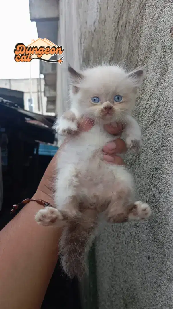 Kitten pure Ragdoll jantan