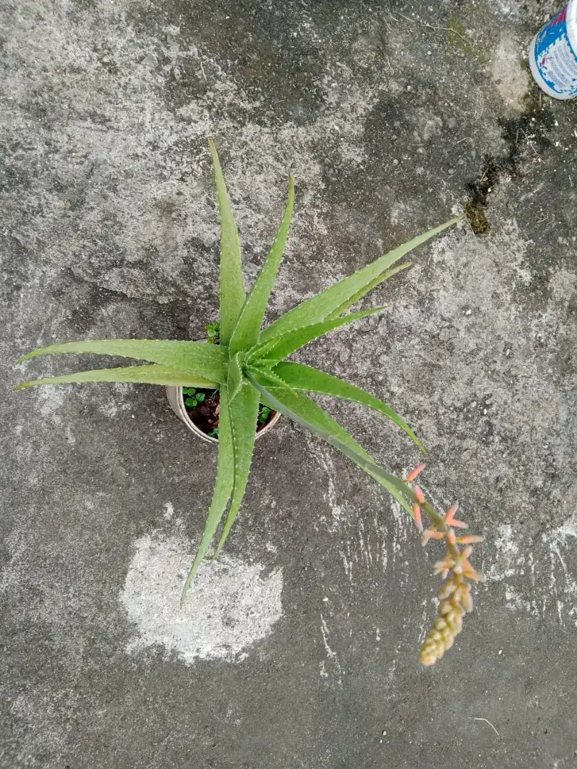 tanaman lidah buaya berbunga