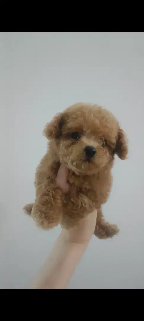 Anjing Tiny poodle betina