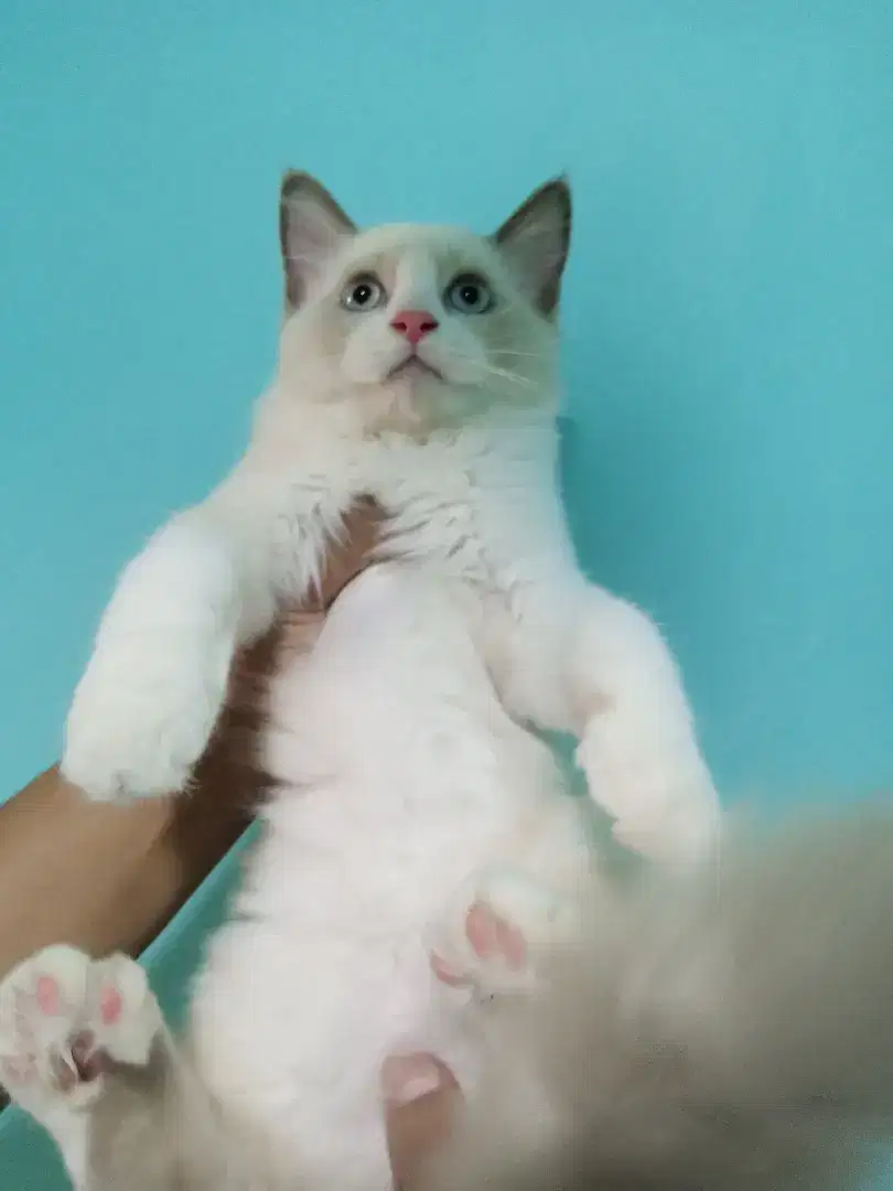 Kucing ragdoll #kitten