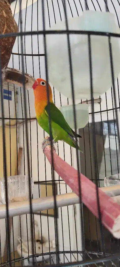 lovebird betina