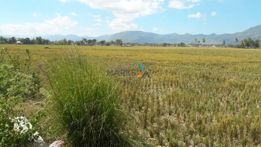 Dijual Tanah, Lahan di Jalan Kesehatan, Desa Toto Utara, Bonebolango