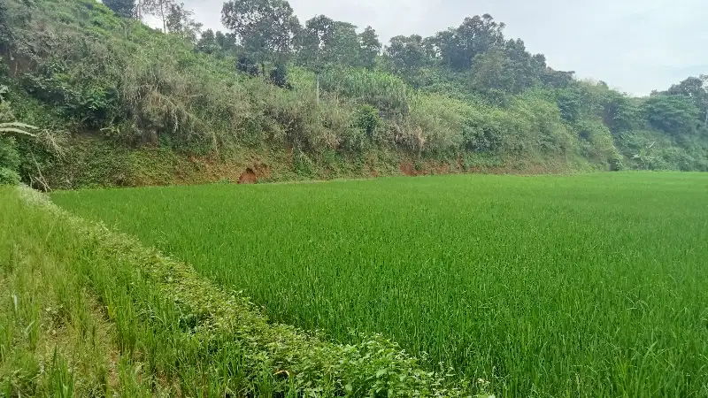 Sawah Produktif 5800 m, Bojong Purwakarta.