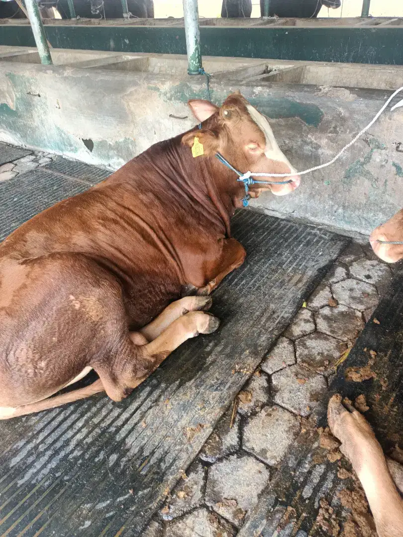 JUAL SEGALA JENIS SAPI