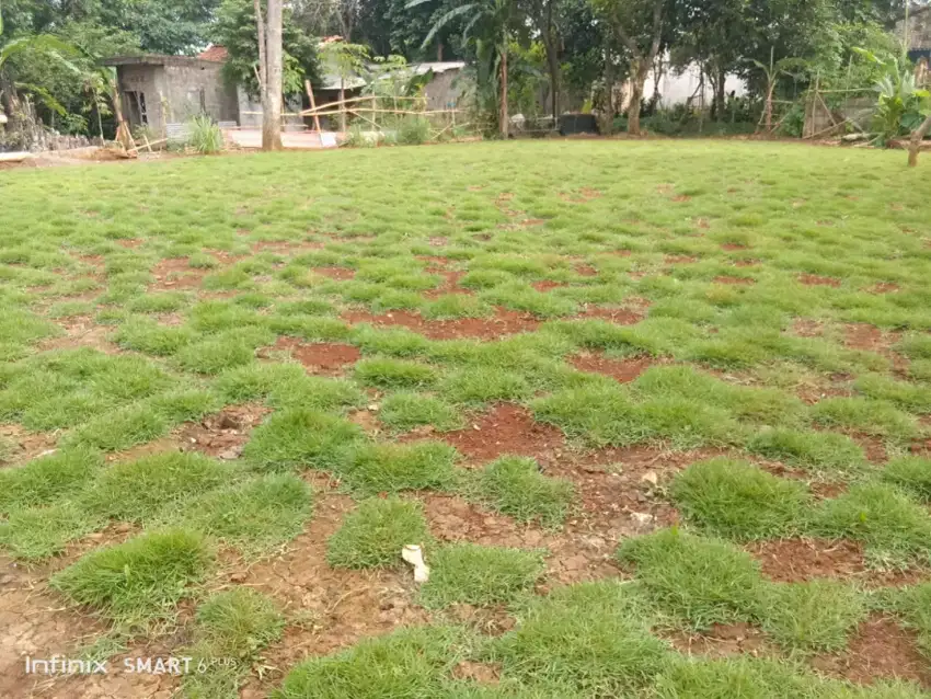 Rumput jepang siap tanam dan antar