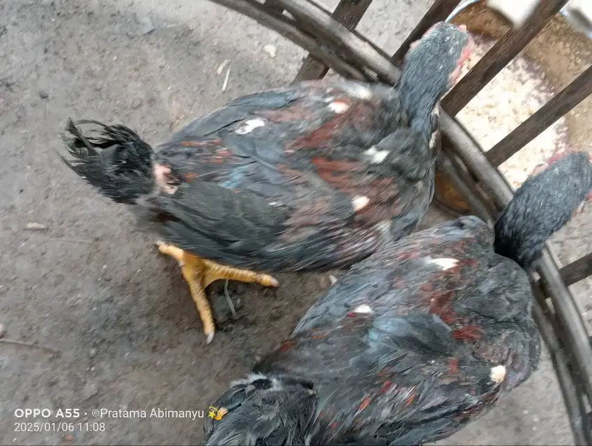 Ayam Bangkok Muda