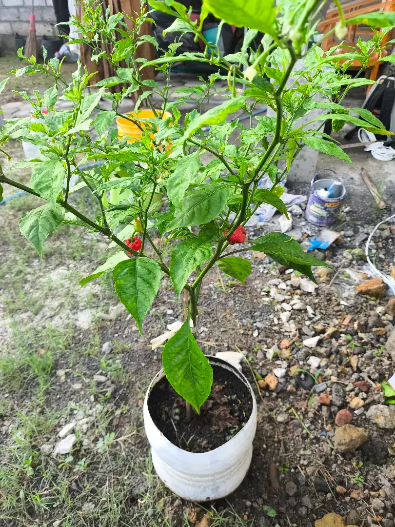 Tanaman Hias Cabai Carolina Reaper