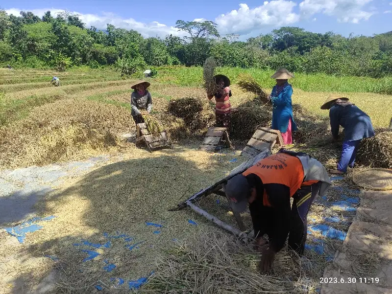 Sawah aktif di Sarwadadi Talun Cirebon