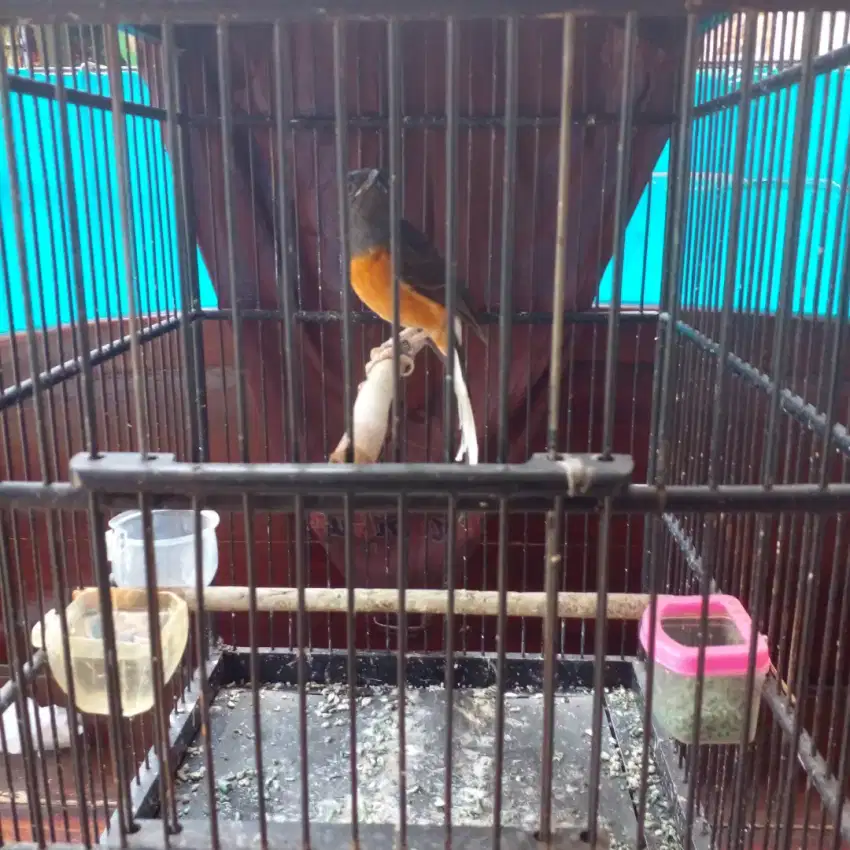 Burung murai betina