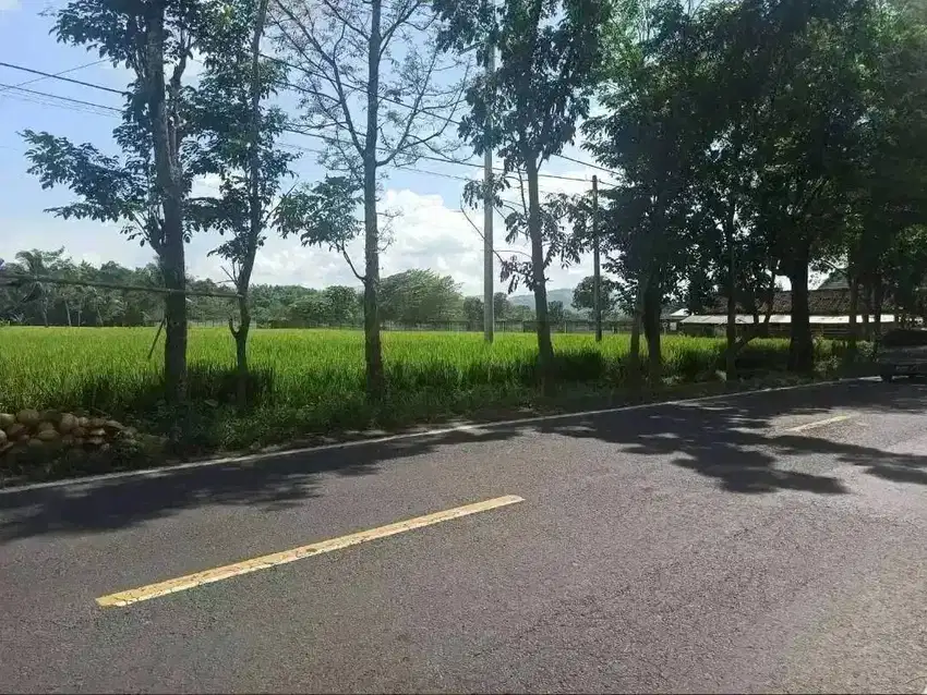 Sawah Jalan Provinsi Mayang Istimewa