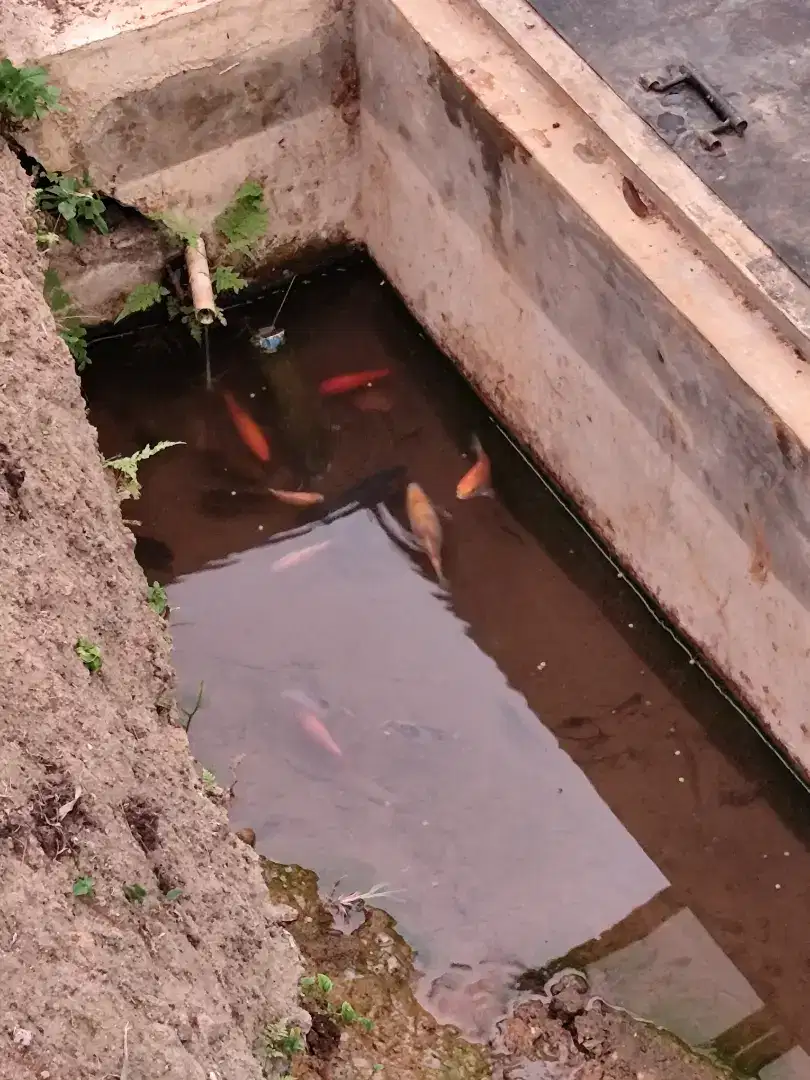 Anakan Ikan Koi Jepang Asli