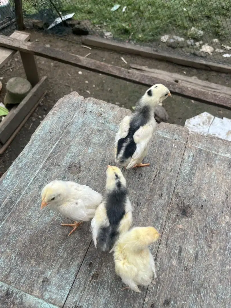 Anak ayam ekor lidi