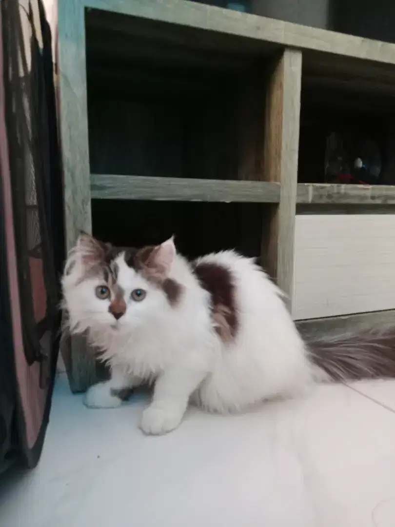 Kucing ragdoll mainecoon