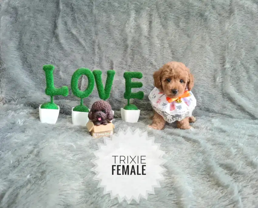 Red Toy Poodle size mini / kecil