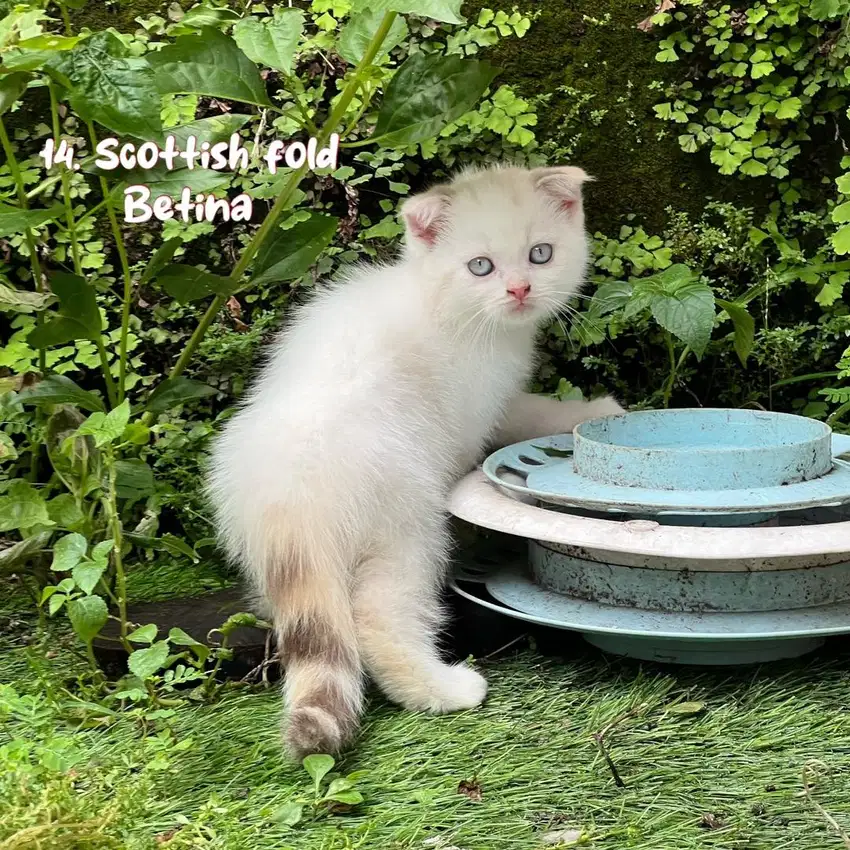 Kucing scottish fold betina