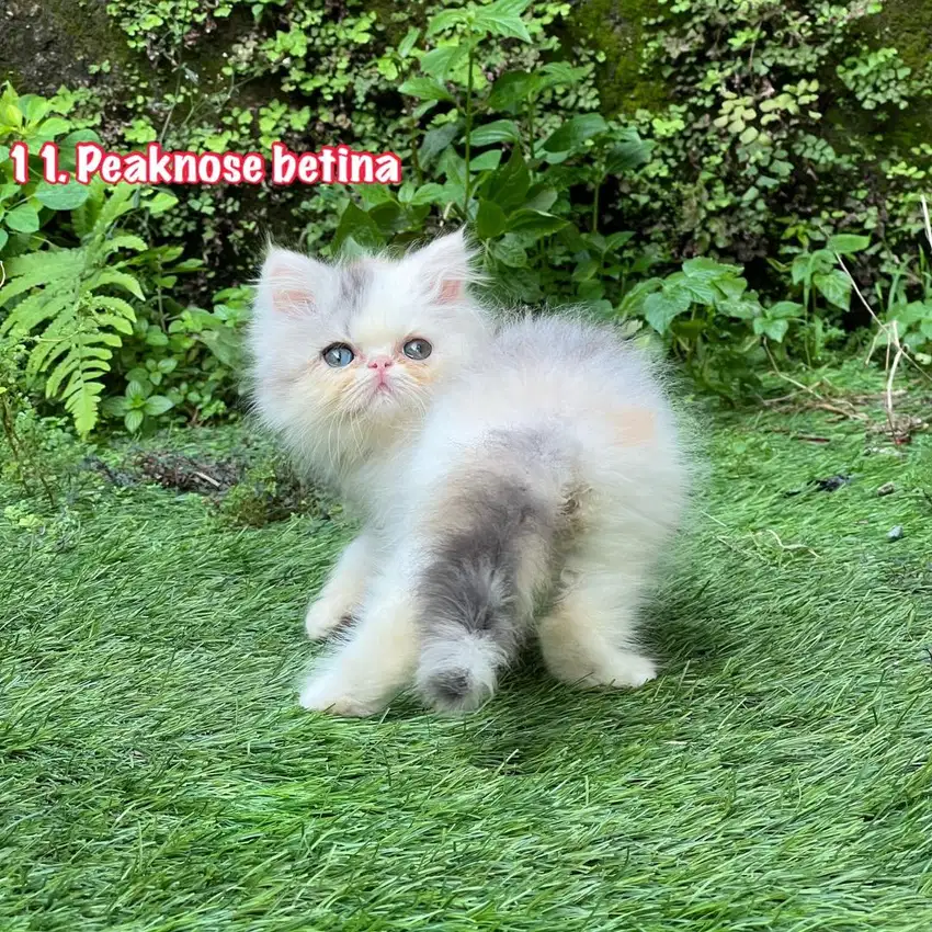 Kucing peaknose pesek longhair betina