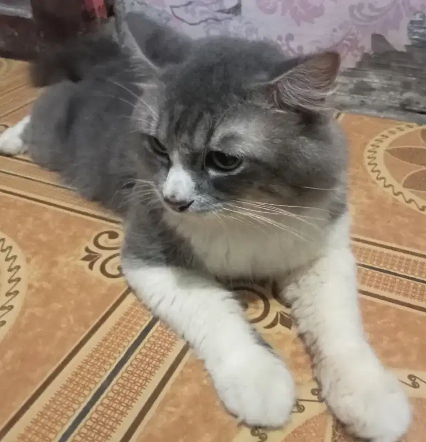 Kucing anggora jantan