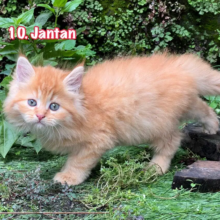 Kucing mainecoon kw jantan