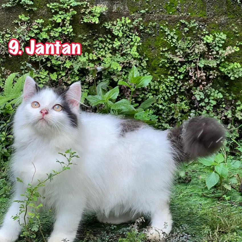 Kucing persia angora longhair kitten