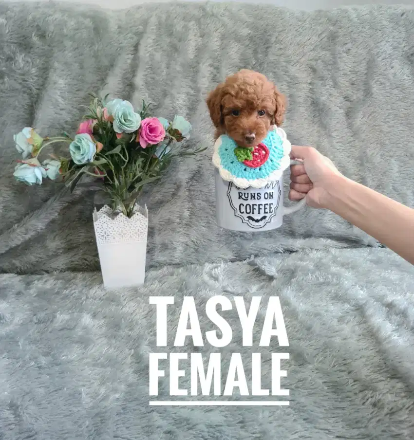 Super Red Toy Poodle, Size Teacup