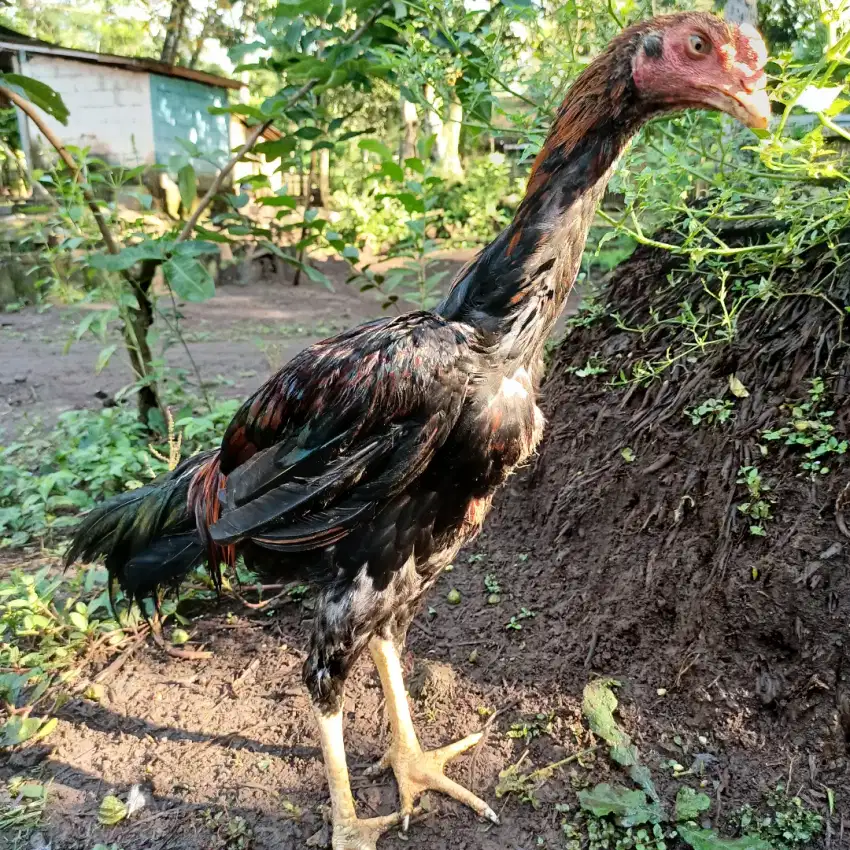 Ayam shamo jepang