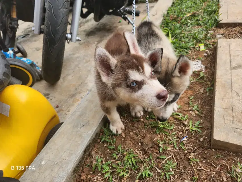 Anjing huski 2 bulan