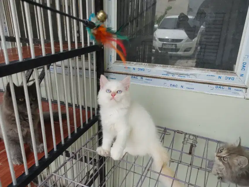 Kucing kitten persia redpoint / himalaya anggora / peaknose / flatnose