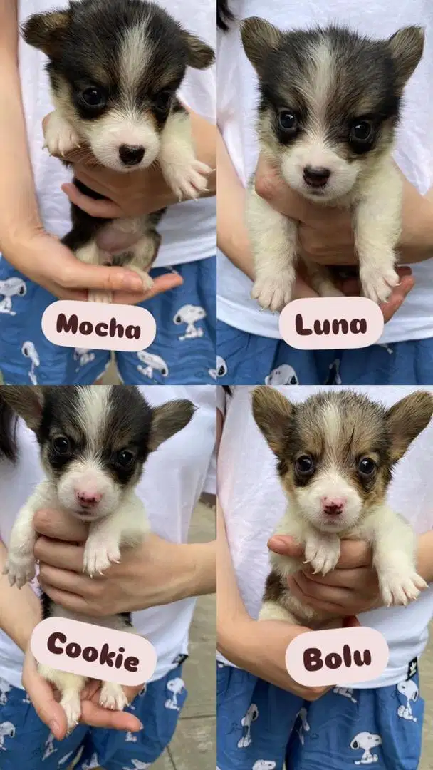 CORGI TRICOLOR FEMALE