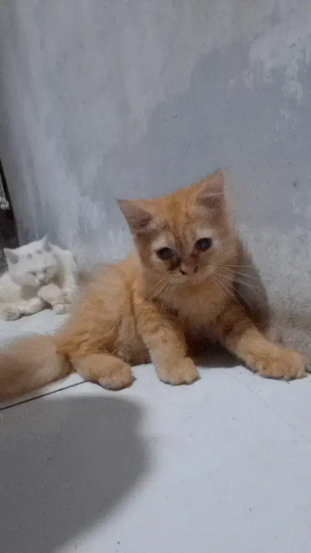 Kucing kitten anggora jantan