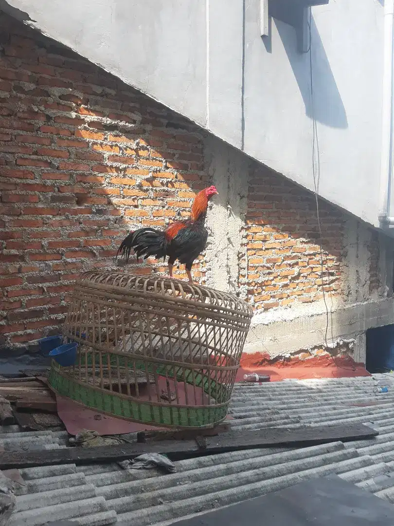 ayam bangkok selatan