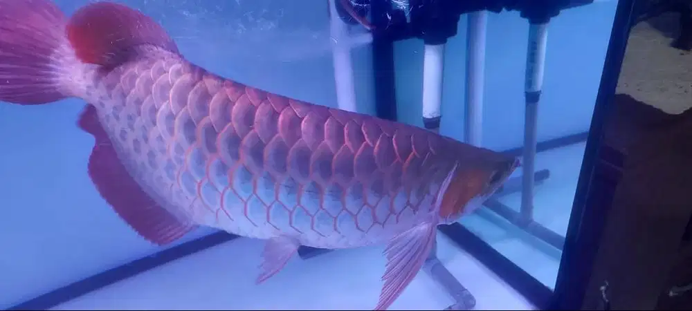 Jual BU Ikan Arwana Super Red