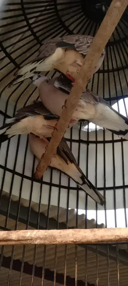 Burung tekukur gacor