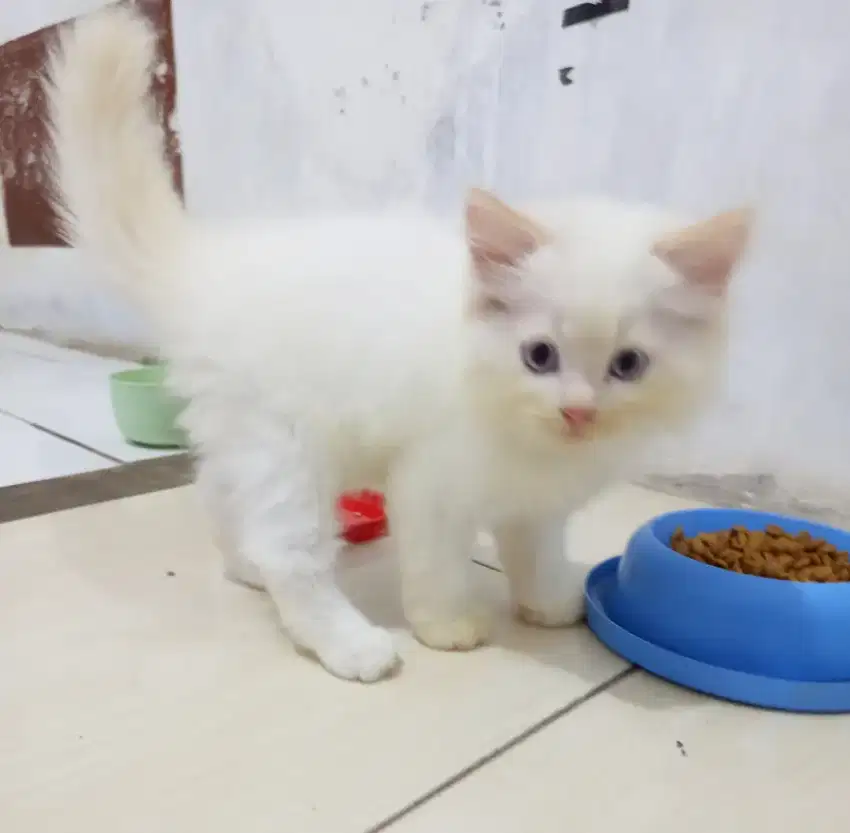 Lepas adopsi kitten