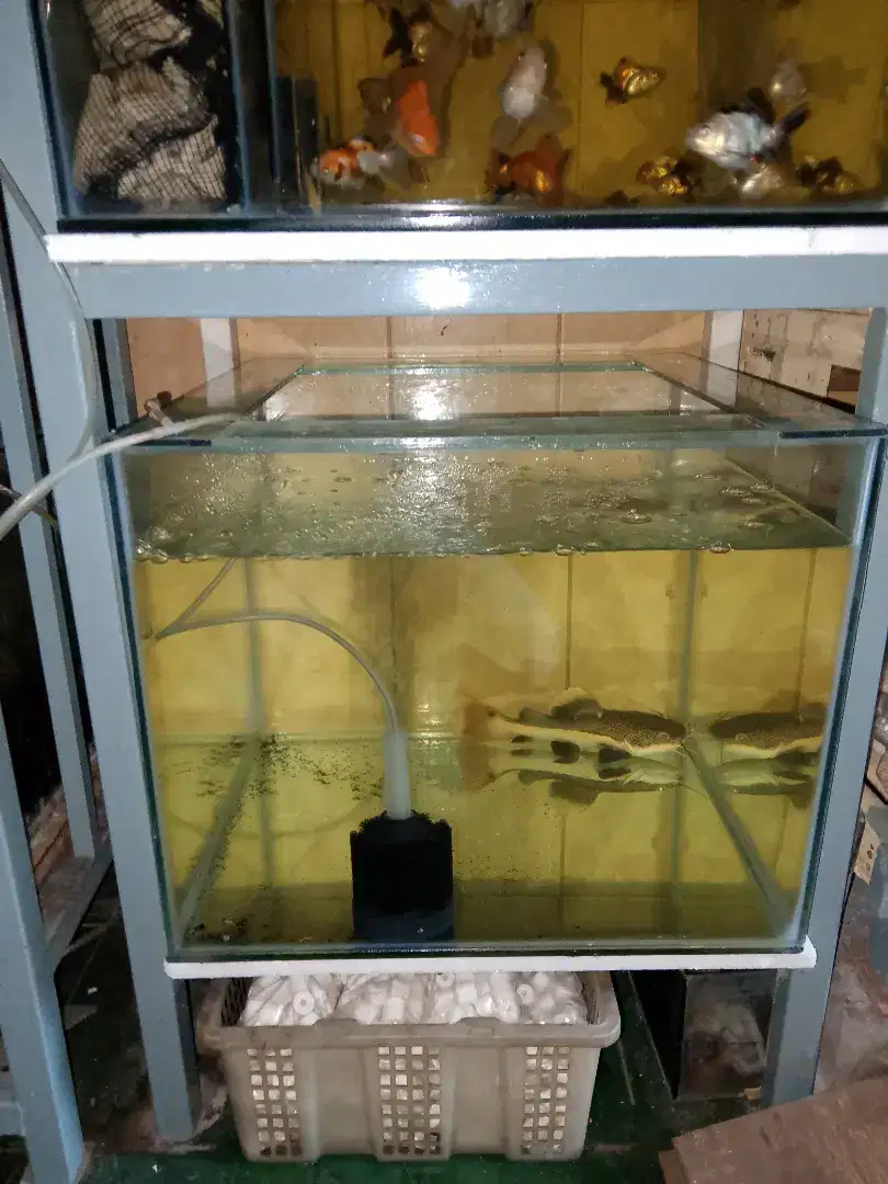 Aquarium bekas 50x50x40